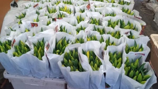 Tulpen uit Volendam – Fijne paasdagen!